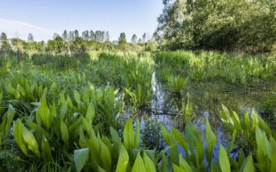 Café citoyen n°96 : le Parc Naturel Régional de la Forêt d’Orient